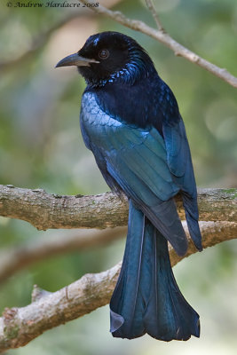 Hair-crested drongo