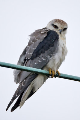 Black-shouldered kite