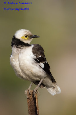 Sturnus nigricollis