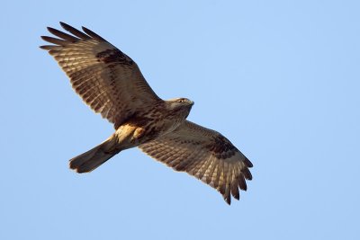 Common buzzard