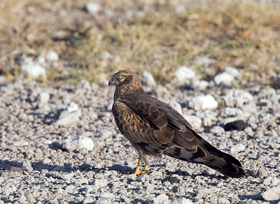 Montagus harrier - female