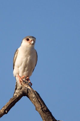 Pygmy falcon