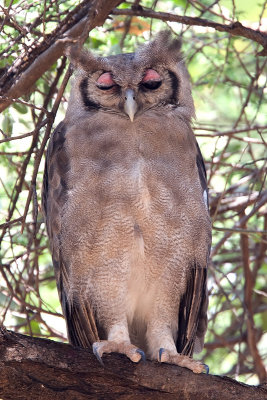 Verreauxs eagle-owl