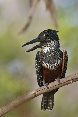 Giant kingfisher - female