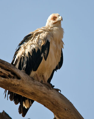Palm nut vulture