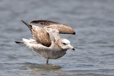 Black-tailed gull