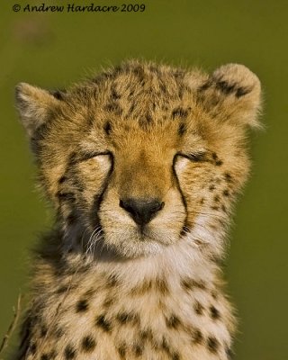 Sleepy cheetah cub