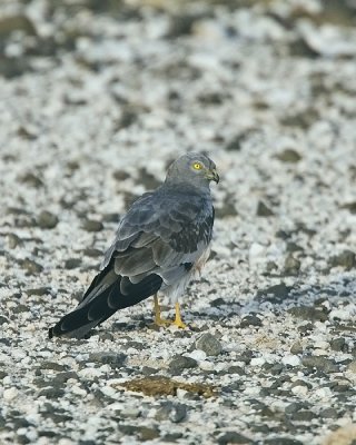 Montagus harrier male