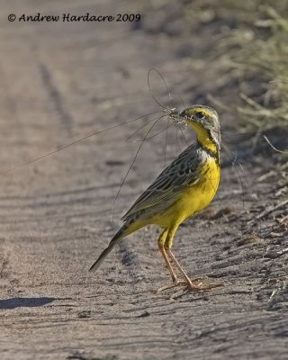 Yellow-throated longclaw