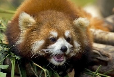 Red Panda (captive)