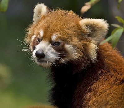 Red Panda (captive)