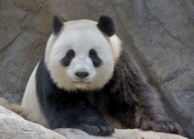 Panda captive