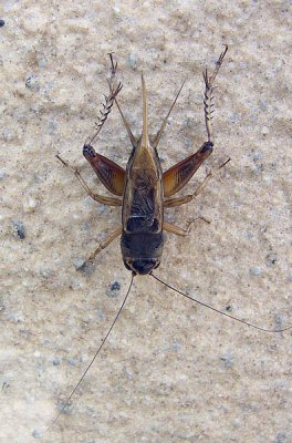 Teleogryllus mitratus