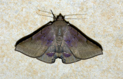 Dysgonia palumba