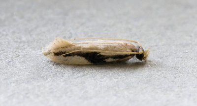 Tineidae - possibly Erechthias atririvis 