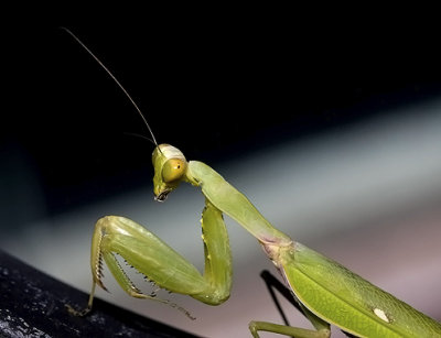 Hierodula patellifera