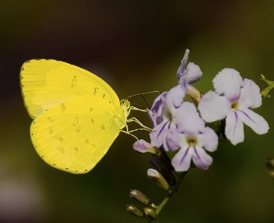 Eurema blanda