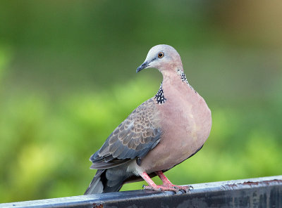 Spotted dove