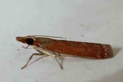 Syntonarcha iriastis - female