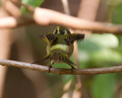 Pallas's leaf warbler