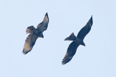 Buzzard versus kite