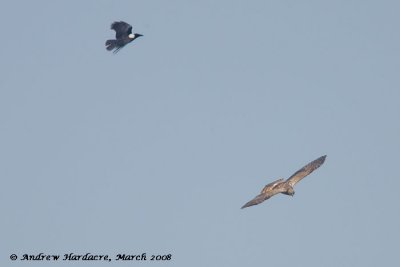 Harrier and crow