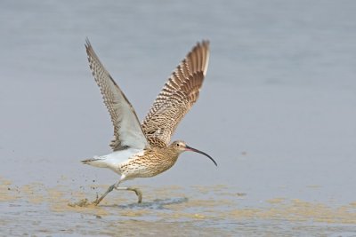 Curlew take off