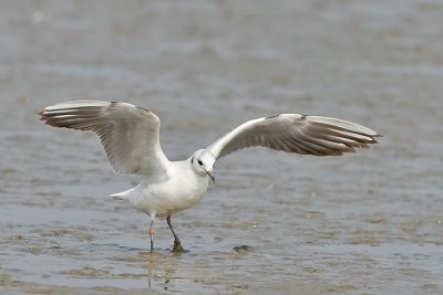 Black-headed gull - landed