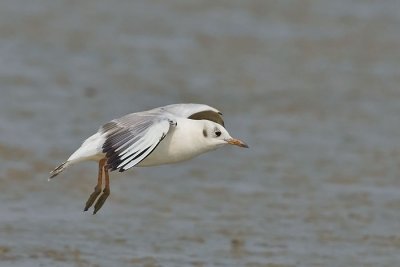 Black-headed gull - landing