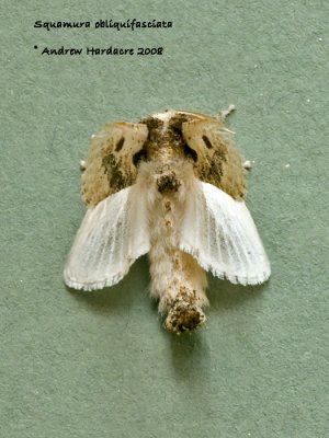 Squamura obliquifasciata