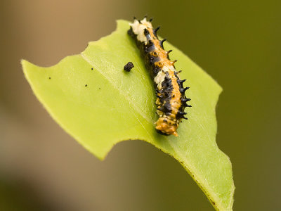 Larva - Chilasa clytia