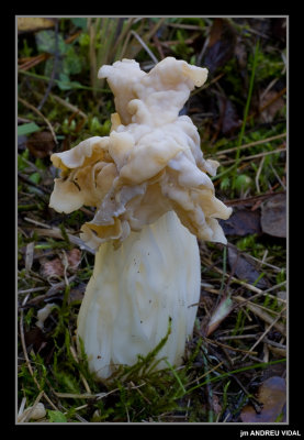 Helvella crispa