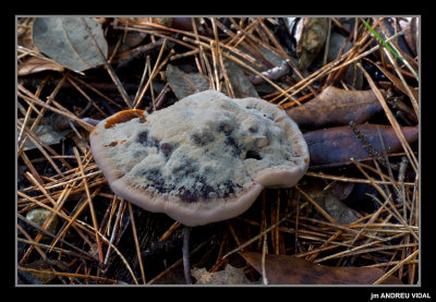 Hydnellum ferrugineum