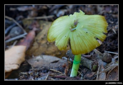 Hygrocybe psittacina