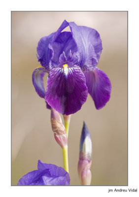 Iris germanica (Lliri)