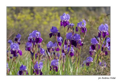 Iris germanica (Lliri)