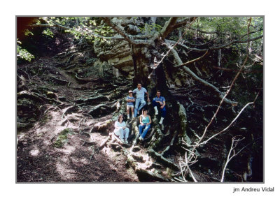Faig Gros. Fageda del Retaule. La Sénia. 1982