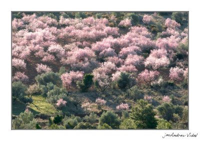 Amelers  de la Ballestera. Rossell. Baix Maestrat. Castell