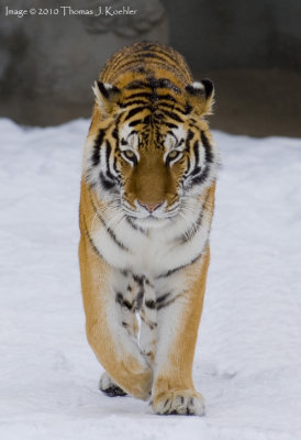 Winter tiger crop.jpg