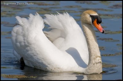 Spring Swan.JPG