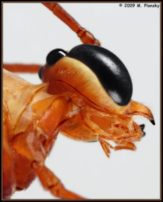Face of Parasitic Wasp (ichneumon wasp) 