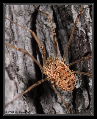 Harvestman Spider (daddy long legs) on a Tree