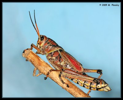 Lubber Grasshopper (Romalea guttata)