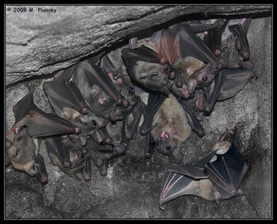 Bats in a Cave