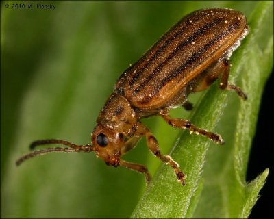 striped blister beetle (Epicauta vittata)