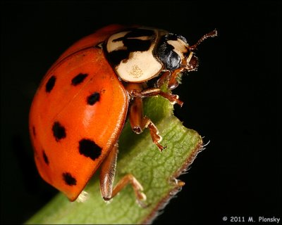 Ladybug on black