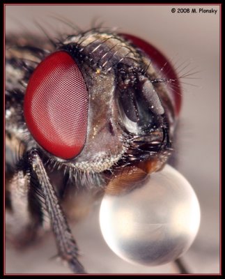 Insect Bubble Blowing