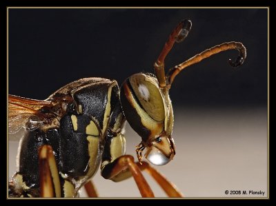 Paper Wasp (Polistes fuscatus) bubble blowing