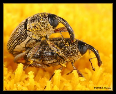 Weevils Mating on a flower