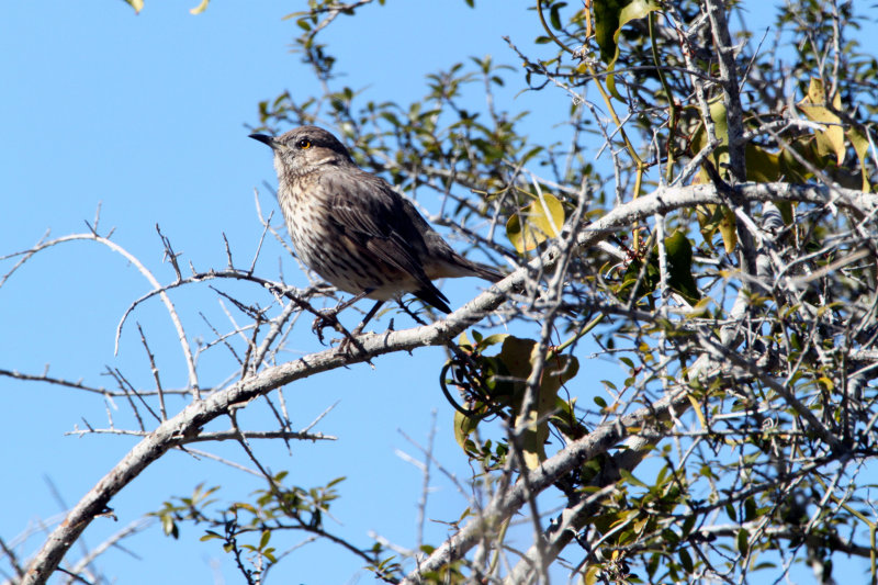 Sage Thrasher